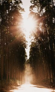 Preview wallpaper forest, road, sunlight, trees, glare, rays