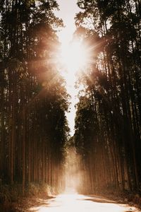 Preview wallpaper forest, road, sunlight, trees, glare, rays