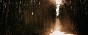 Preview wallpaper forest, road, sunlight, trees, glare, rays