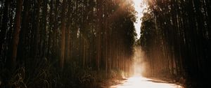 Preview wallpaper forest, road, sunlight, trees, glare, rays