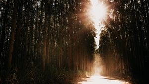 Preview wallpaper forest, road, sunlight, trees, glare, rays