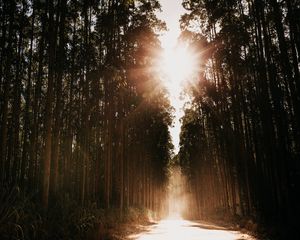Preview wallpaper forest, road, sunlight, trees, glare, rays