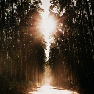 Preview wallpaper forest, road, sunlight, trees, glare, rays