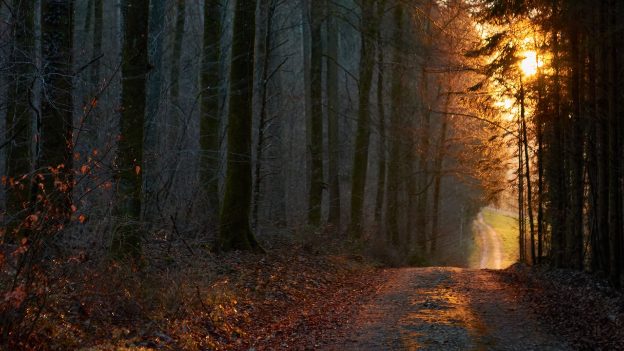 Wallpaper forest, road, sunset, nature