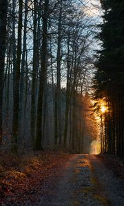 Preview wallpaper forest, road, sunset, nature