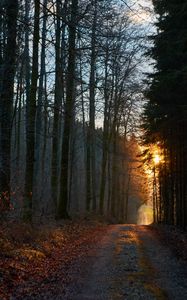 Preview wallpaper forest, road, sunset, nature