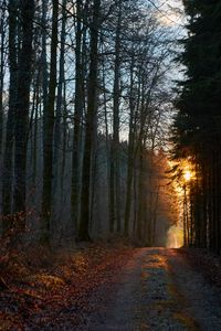 Preview wallpaper forest, road, sunset, nature