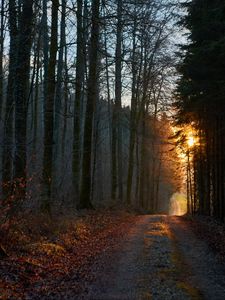 Preview wallpaper forest, road, sunset, nature