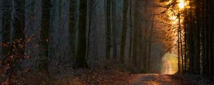 Preview wallpaper forest, road, sunset, nature