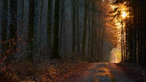 Preview wallpaper forest, road, sunset, nature