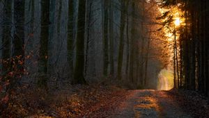 Preview wallpaper forest, road, sunset, nature
