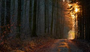 Preview wallpaper forest, road, sunset, nature