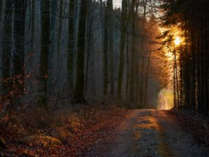 Preview wallpaper forest, road, sunset, nature