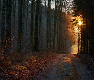 Preview wallpaper forest, road, sunset, nature