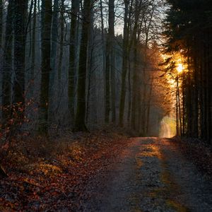 Preview wallpaper forest, road, sunset, nature