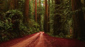 Preview wallpaper forest, road, trees