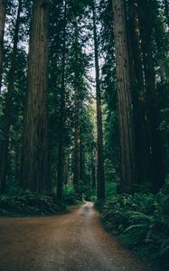 Preview wallpaper forest, road, trees, branches, green