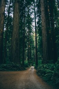 Preview wallpaper forest, road, trees, branches, green