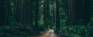 Preview wallpaper forest, road, trees, branches, green