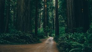 Preview wallpaper forest, road, trees, branches, green