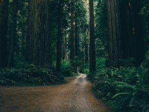 Preview wallpaper forest, road, trees, branches, green