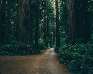 Preview wallpaper forest, road, trees, branches, green