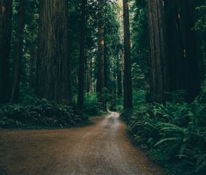 Preview wallpaper forest, road, trees, branches, green