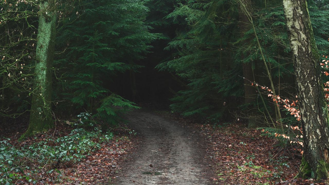 Wallpaper forest, road, trees, fog, nature