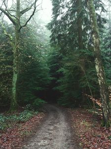 Preview wallpaper forest, road, trees, fog, nature