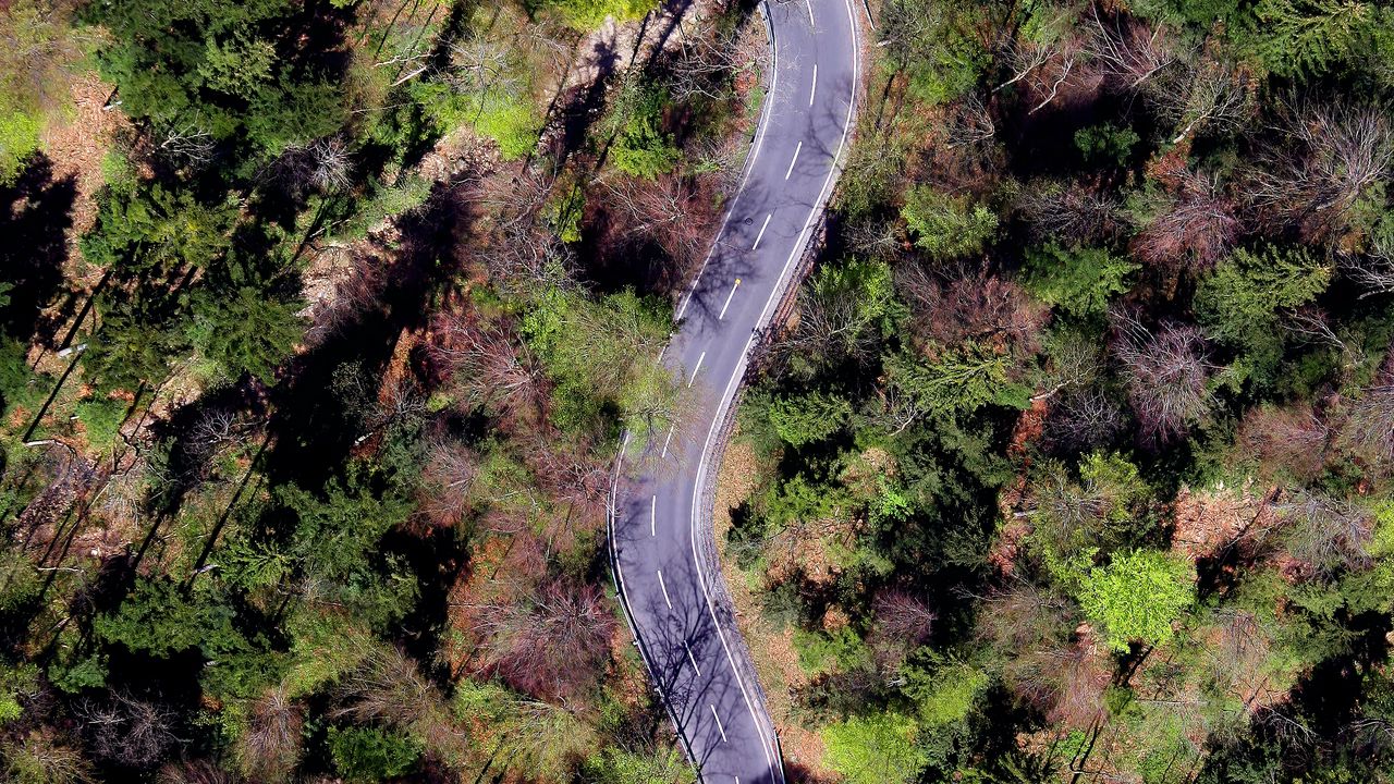 Wallpaper forest, road, trees, winding