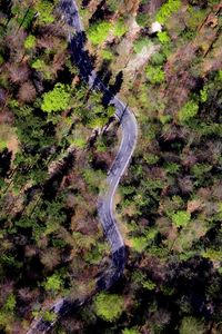 Preview wallpaper forest, road, trees, winding