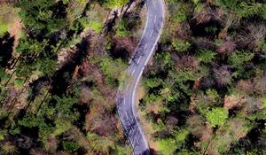 Preview wallpaper forest, road, trees, winding