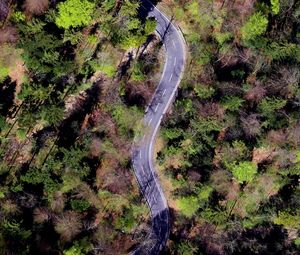 Preview wallpaper forest, road, trees, winding