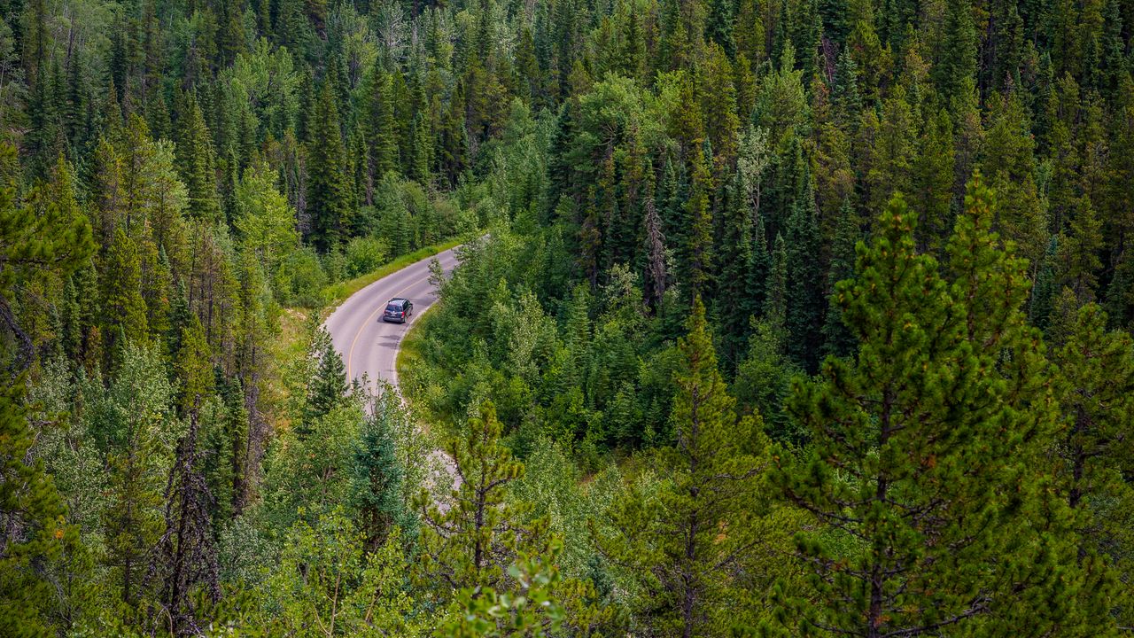 Wallpaper forest, road, trees, car, branches