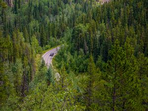 Preview wallpaper forest, road, trees, car, branches