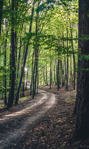 Preview wallpaper forest, road, trees, spring, nature