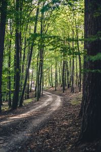 Preview wallpaper forest, road, trees, spring, nature