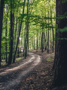 Preview wallpaper forest, road, trees, spring, nature