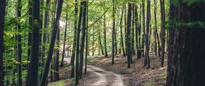 Preview wallpaper forest, road, trees, spring, nature