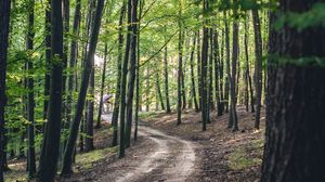 Preview wallpaper forest, road, trees, spring, nature