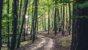 Preview wallpaper forest, road, trees, spring, nature