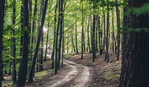 Preview wallpaper forest, road, trees, spring, nature