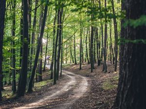 Preview wallpaper forest, road, trees, spring, nature