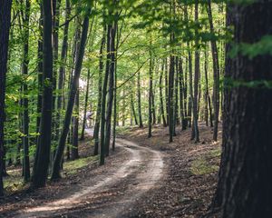 Preview wallpaper forest, road, trees, spring, nature