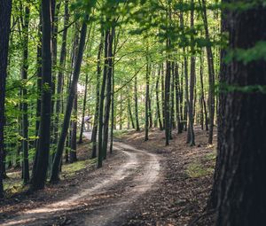 Preview wallpaper forest, road, trees, spring, nature