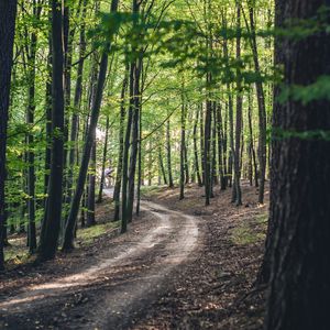 Preview wallpaper forest, road, trees, spring, nature