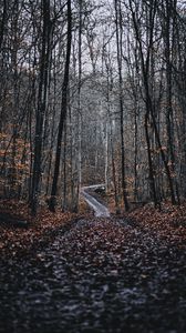 Preview wallpaper forest, road, trees, nature, fallen leaves