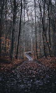 Preview wallpaper forest, road, trees, nature, fallen leaves