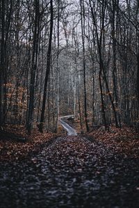 Preview wallpaper forest, road, trees, nature, fallen leaves