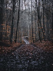 Preview wallpaper forest, road, trees, nature, fallen leaves